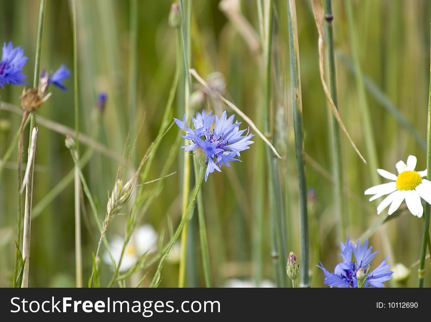 Background With Grass And Flowers