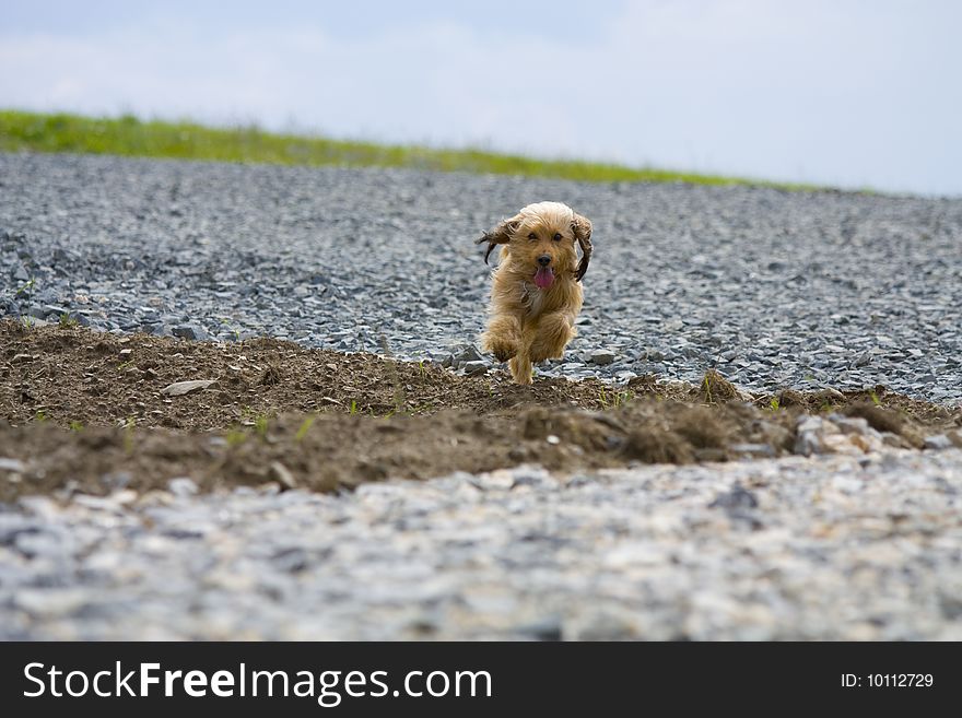 Photo with running small dog