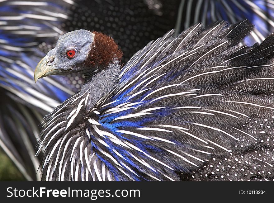 Guinea fowl