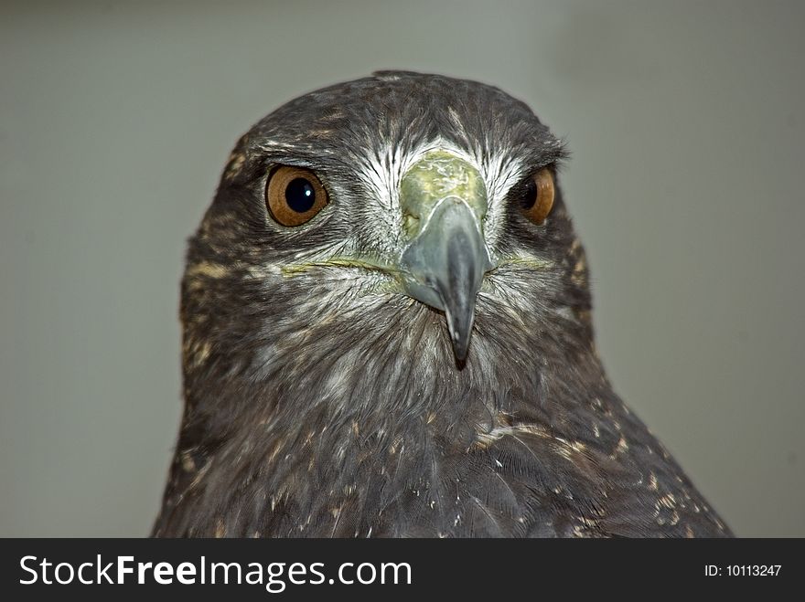 Front on View of the Chilian Eagle, also kown as the Black Chested Eagle.