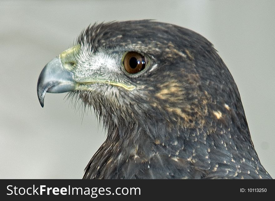 The Chilian Eagle also know as the Black Cheated Buzzard Eagle looking to the right.