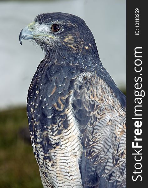 Three quarter view of the Chilian Eagle also known as the Black Chested Buzzard Eagle.