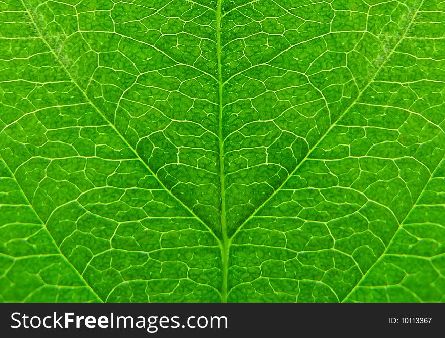 Green leaf as natural background