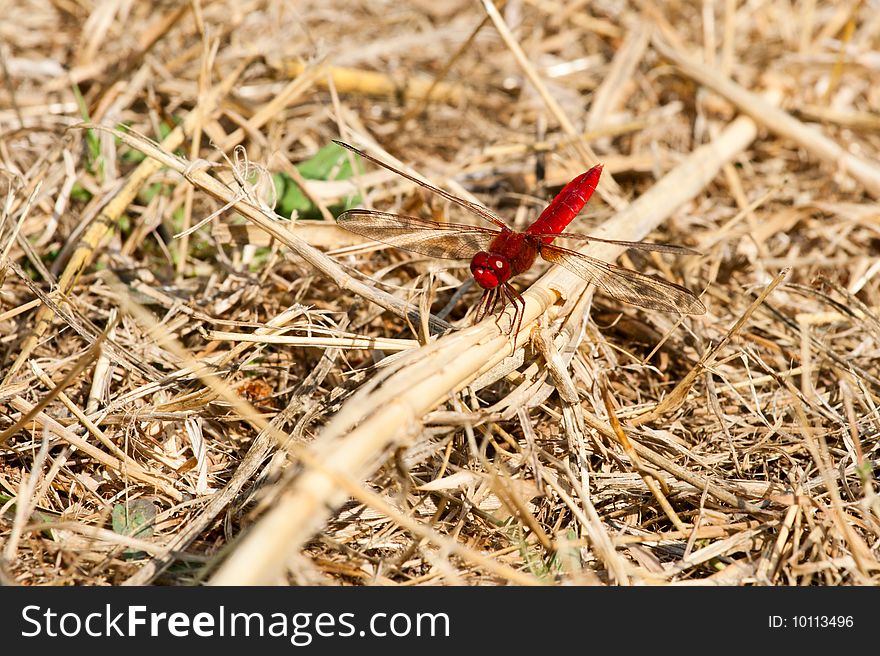 Dark red dragonfly seats on yellow dry grass.