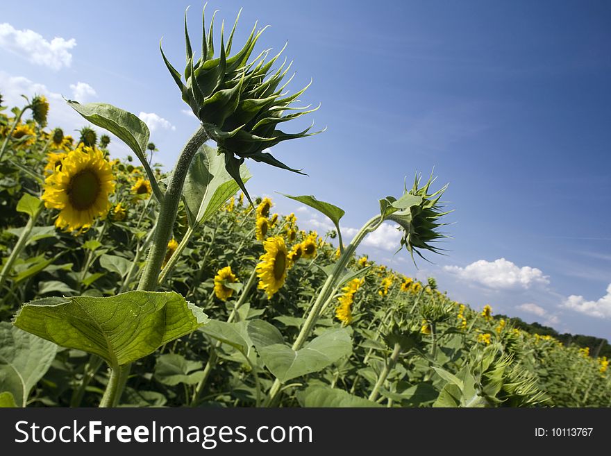 Sunflowers under the sunlight with blue sky