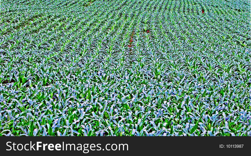 A good crop of corn. A good crop of corn