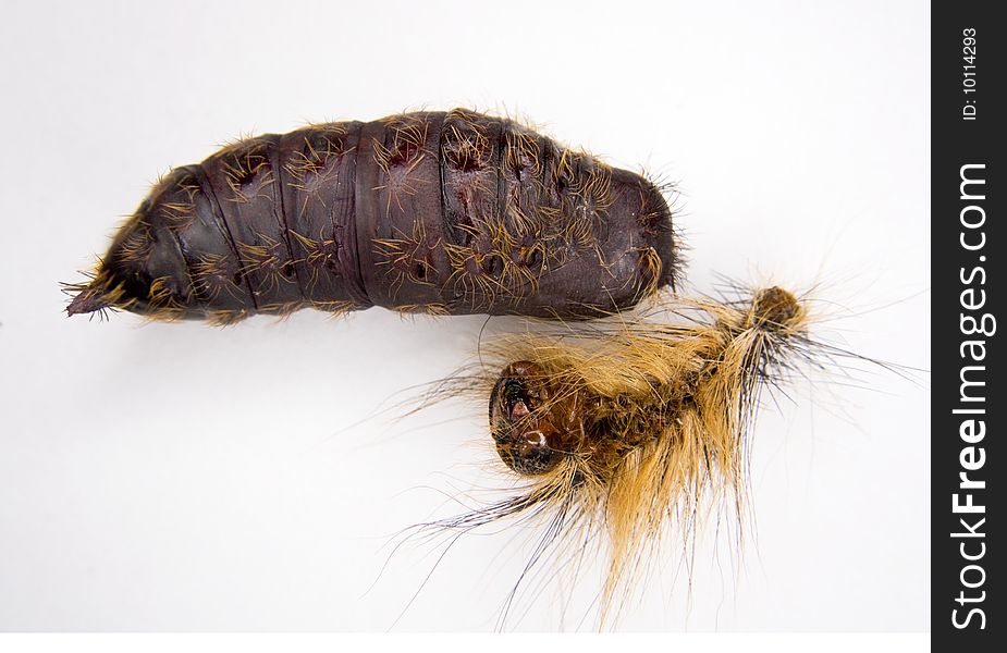 The pupal stage of the gypsy moth with larval skin discarded. The pupal stage of the gypsy moth with larval skin discarded