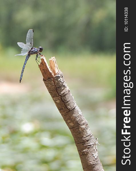 Dragonfly on a branch - profile