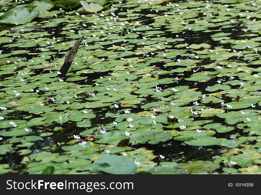 Green lilly pads with white flowers floating on a clear still lake in summer