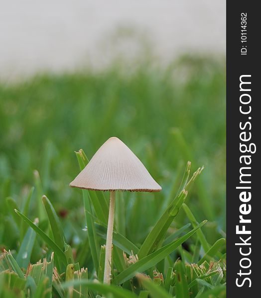 A single, small, thin mushroom growing in lush grass in summer. A single, small, thin mushroom growing in lush grass in summer