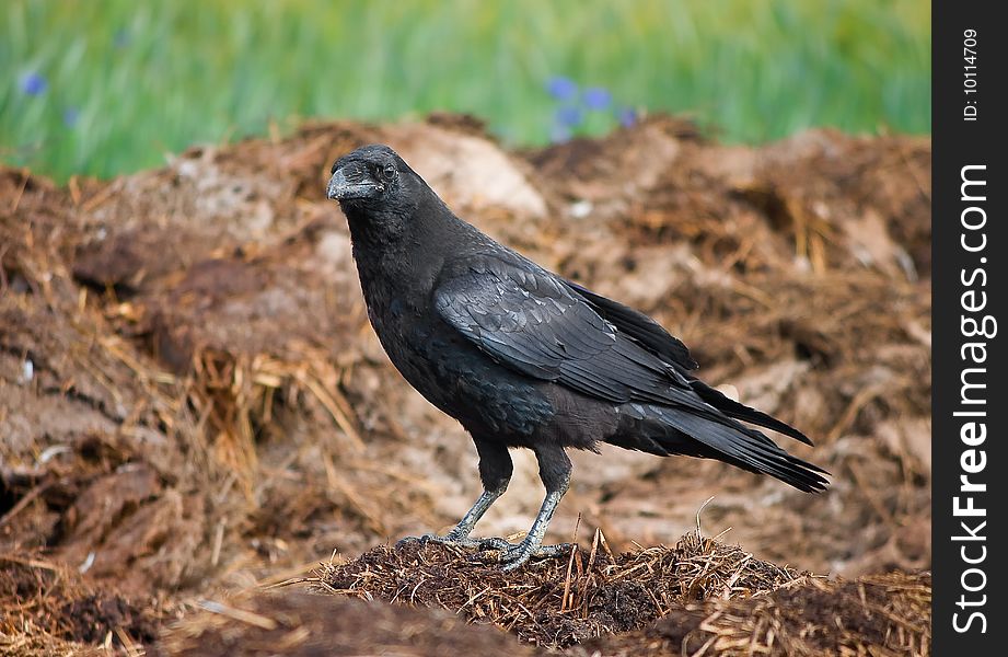 Standing Black Crow