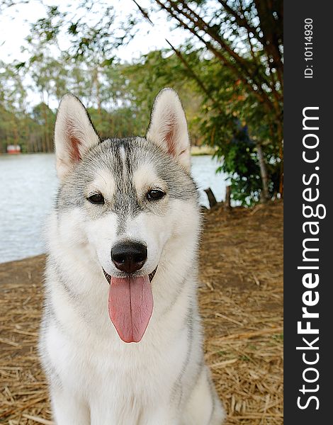 Pure breed siberian husky dog sitting down by a lake. Pure breed siberian husky dog sitting down by a lake