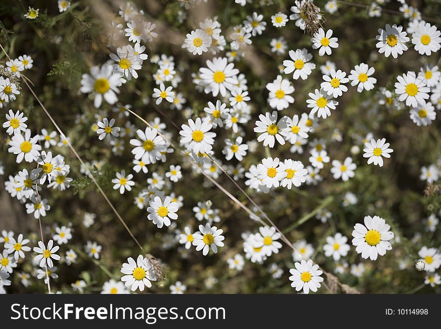 A field full of camomile flowers. A field full of camomile flowers.