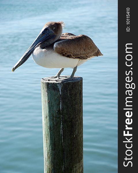 Pelican waiting for fisherman to come back for dinner time. Pelican waiting for fisherman to come back for dinner time