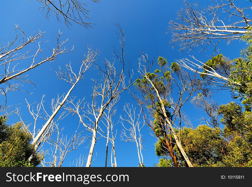 Bare Trees In Forest