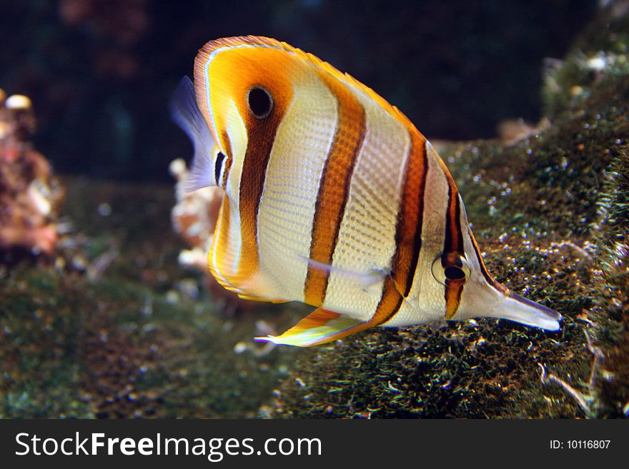 A tropical fish with stripes