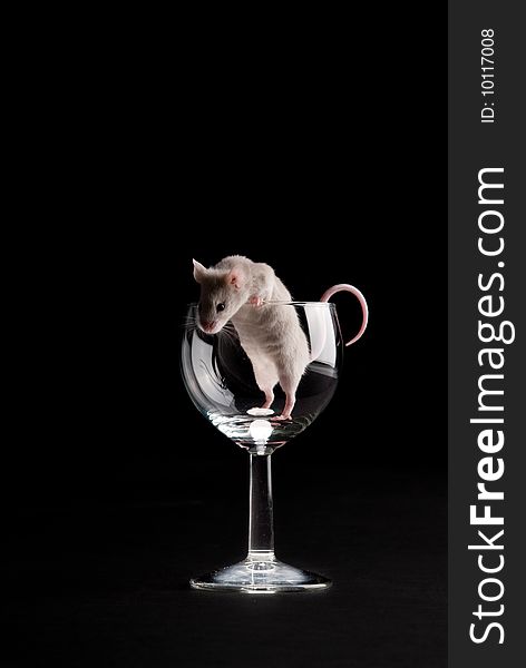 White mouse in glass