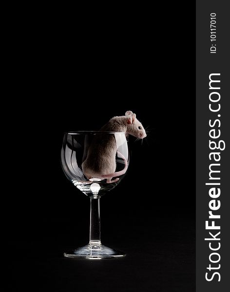 Mouse in glass isolated over black