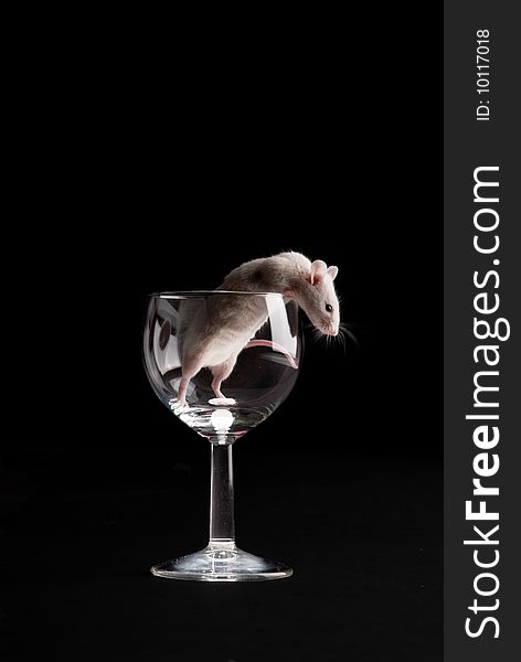 Mouse in glass isolated over black