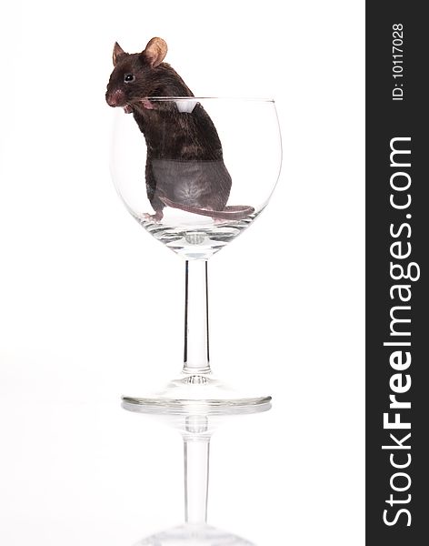 Black Mouse In Glass