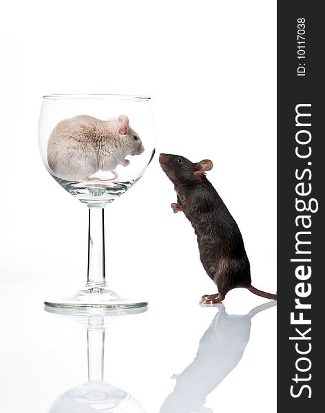 White, black mouse and glass isolated over white. White, black mouse and glass isolated over white