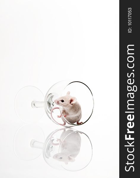 White Mouse In Glass