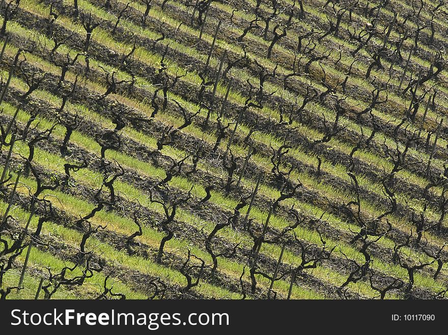 Vineyards of Portugal - Portugal - Europe