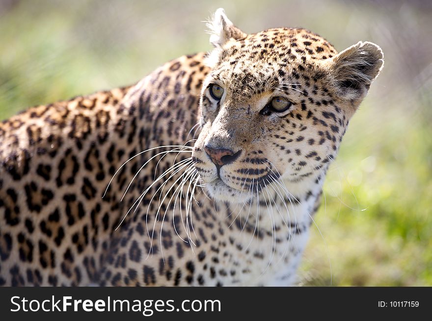 Portrait of leopard on a deserts in South Africa. Portrait of leopard on a deserts in South Africa