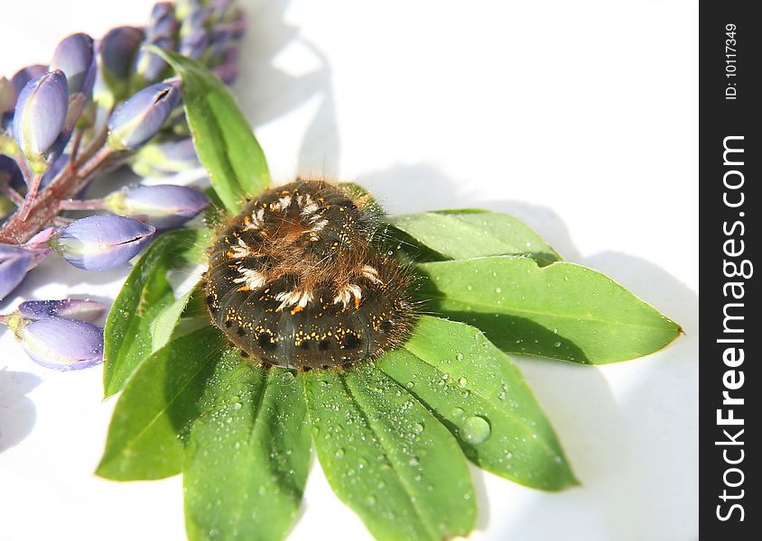 Shaggy caterpillar on green sheet with water drops