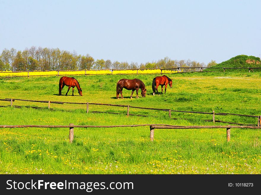 Three brown horses and green grass