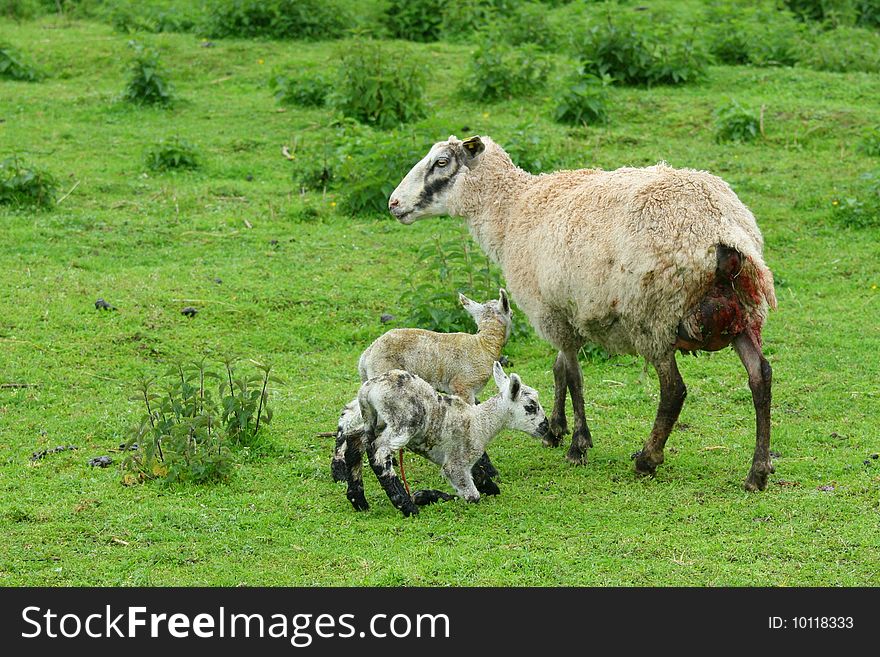 Sheep with the pups shortly after birth. Sheep with the pups shortly after birth