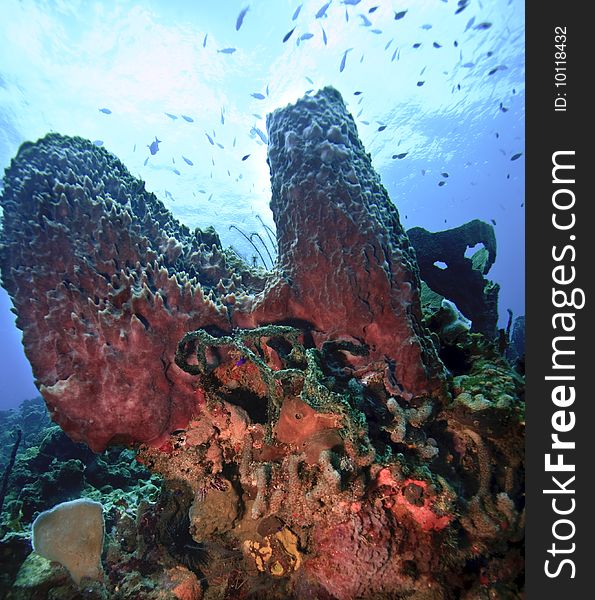 Coral reef on island of Dominica with large sponges