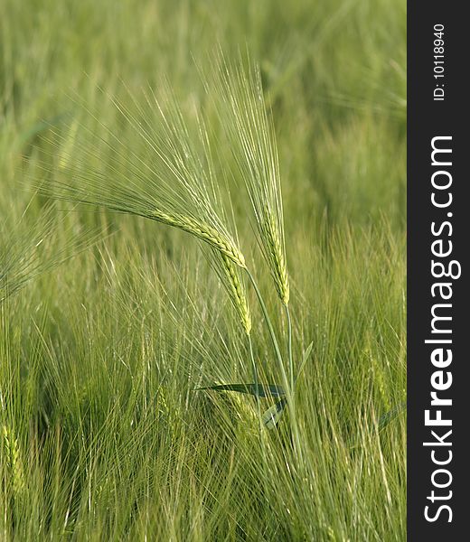 A barley field in the summer wind. A barley field in the summer wind