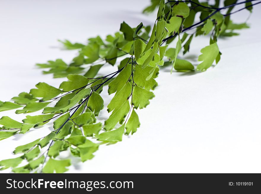 Green leaves on white, studio shot