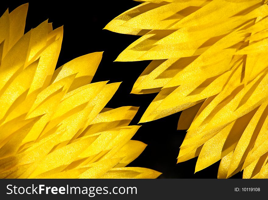 Leaves of two yellow dry flowers in closeup lit by the sun