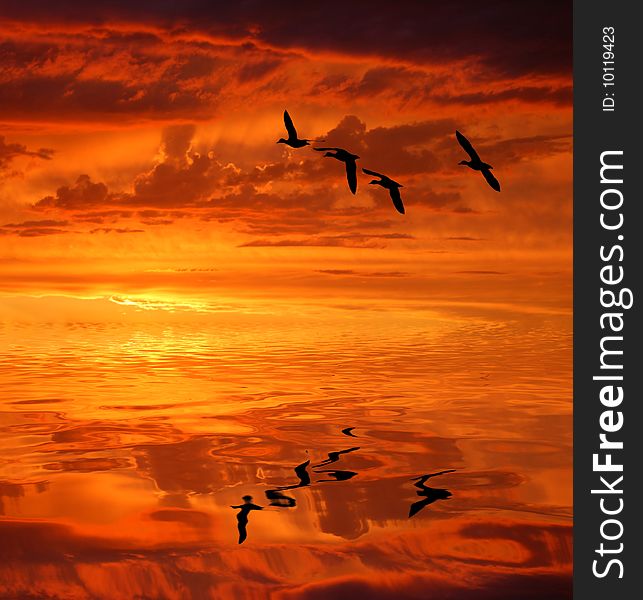 Silhouette of birds at sunset. Silhouette of birds at sunset