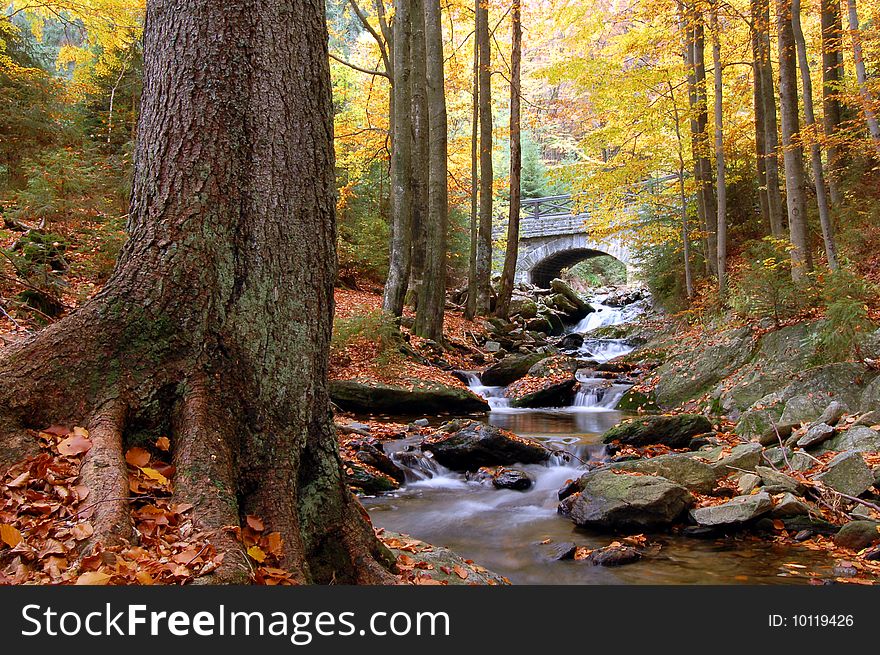 Autumn creek in bohemian forest