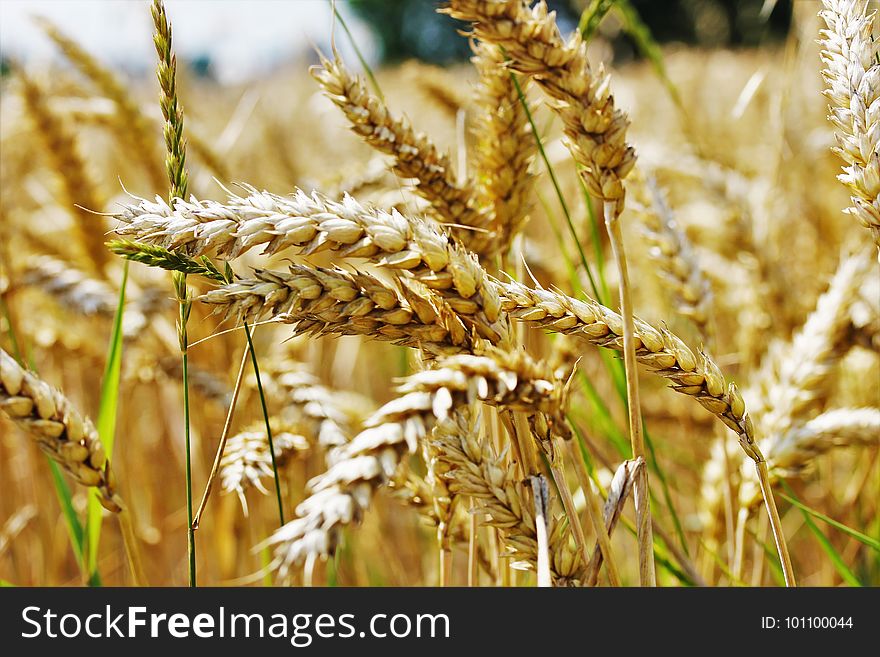 Food Grain, Wheat, Grass Family, Grain