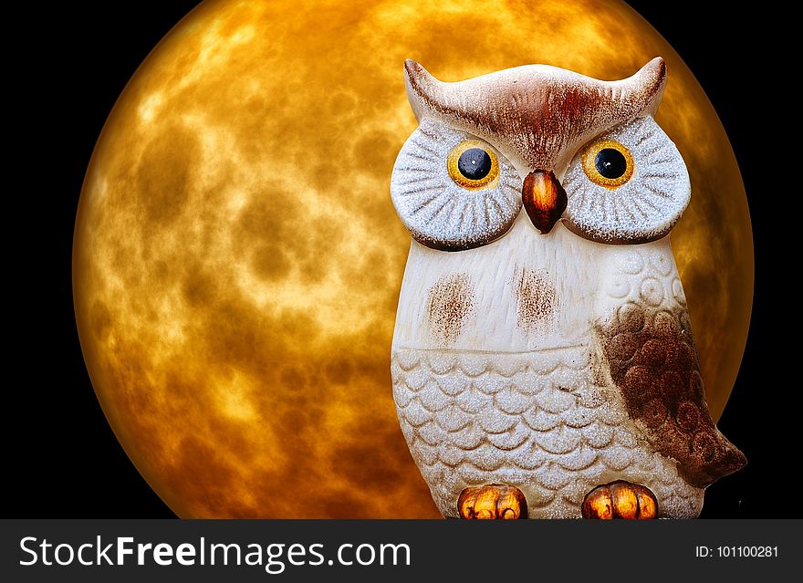 Owl, Bird Of Prey, Beak, Organism
