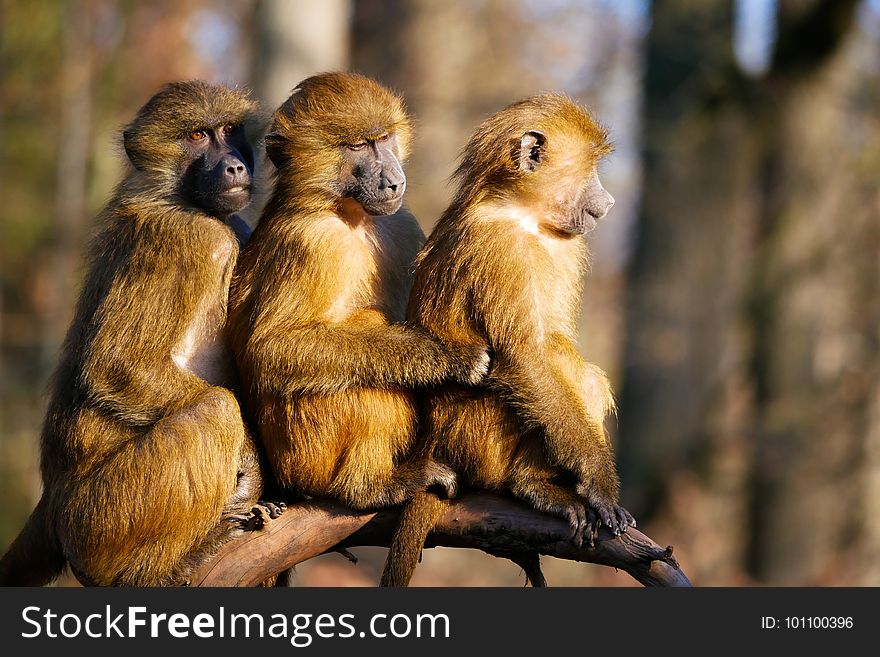 Mammal, Fauna, Primate, New World Monkey