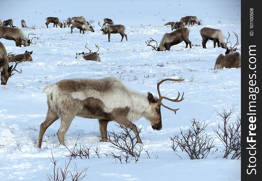Reindeer, Wildlife, Deer, Fauna
