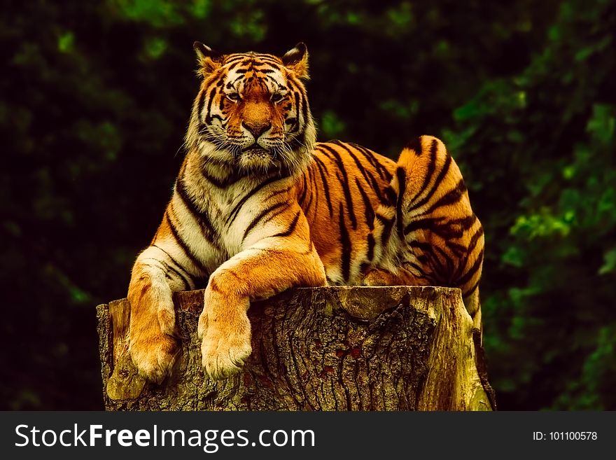 Wildlife, Tiger, Mammal, Terrestrial Animal