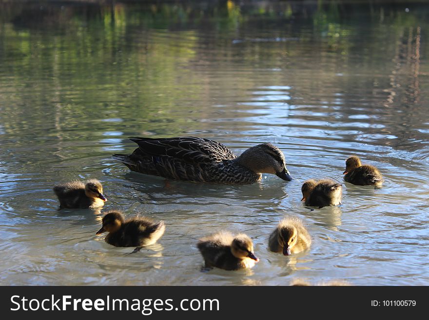 Duck, Fauna, Water Bird, Bird