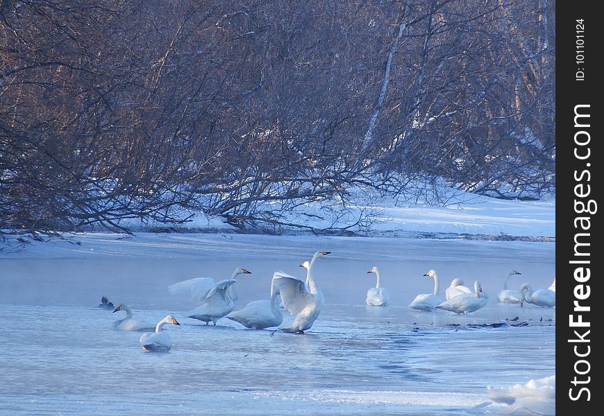 Water Bird, Bird, Swan, Arctic Ocean