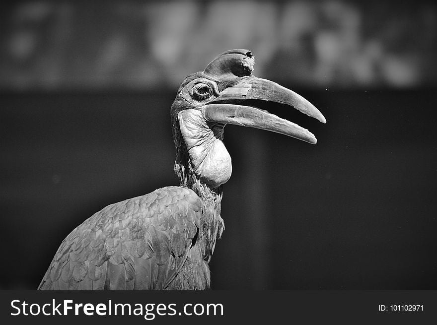 Beak, Black And White, Monochrome Photography, Fauna