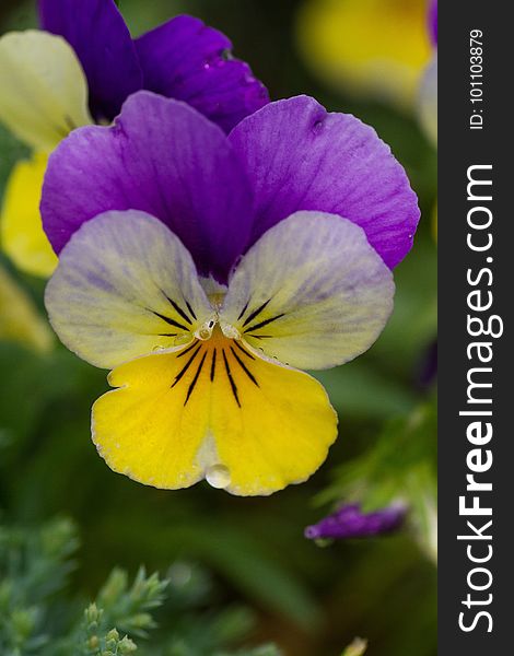 Flower, Flora, Yellow, Pansy