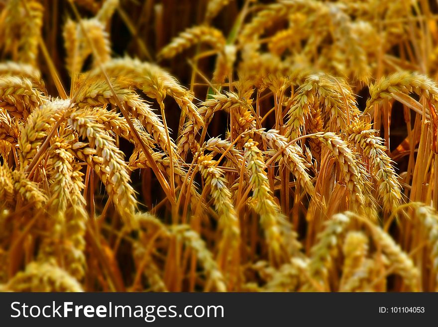 Food Grain, Grain, Grass Family, Wheat