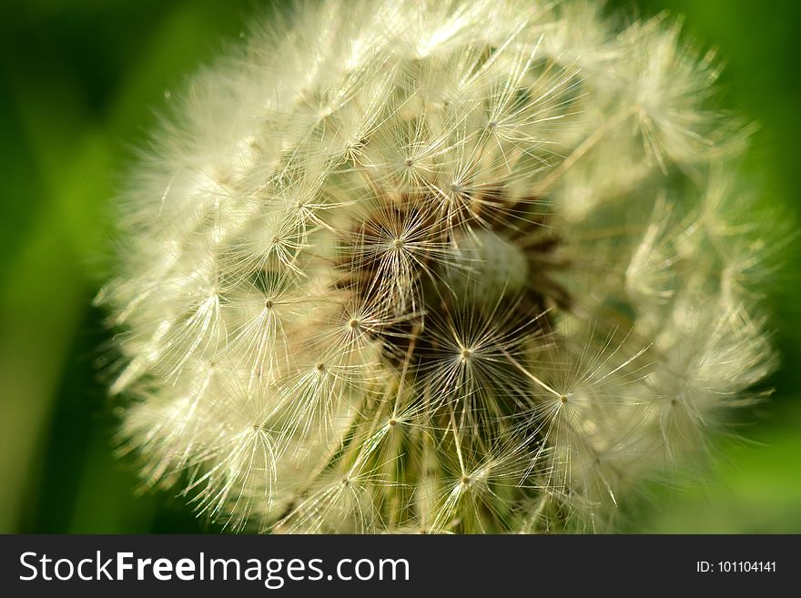 Flower, Dandelion, Vegetation, Close Up