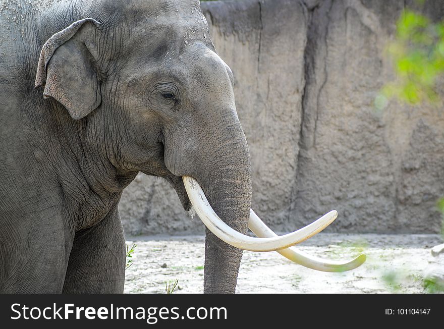 Elephant, Elephants And Mammoths, Indian Elephant, Mammal
