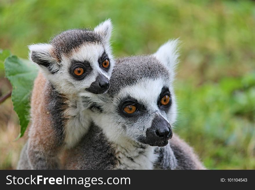 Fauna, Lemur, Terrestrial Animal, Wildlife